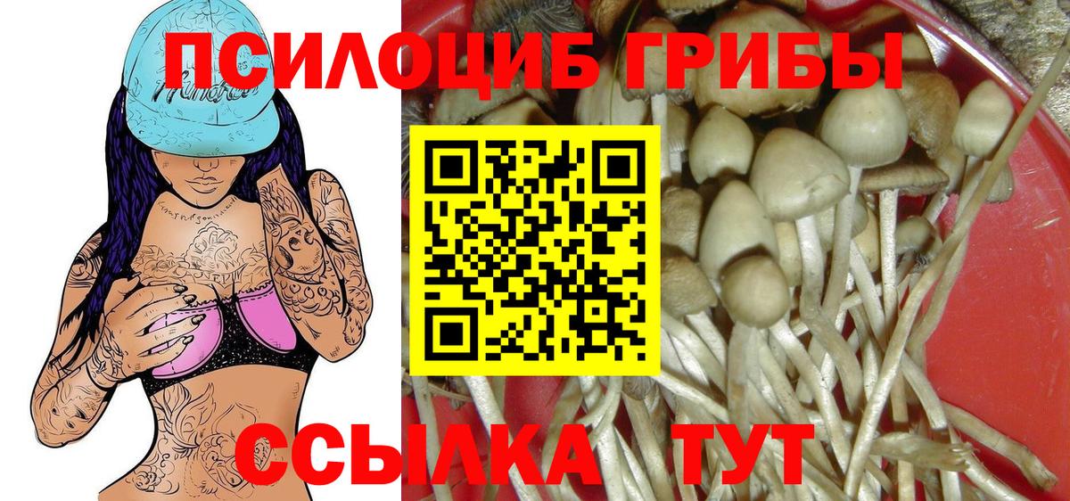 Псилоцибиновые грибы Cubensis Дербент